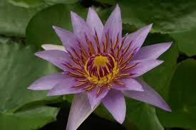 Image result for Nymphaea nouchali