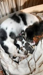 The search tool above returns a list of breeders located nearest to the zip or postal. Akc Dachshunds Puppies For Sale For Sale In Springfield Ohio Best Pets Online