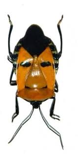 OVERSTOCK: Man Face Beetle, Catacanthus Incarnatus Real