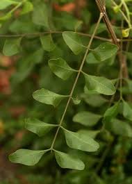 Image result for Ptaeroxylon obliquum