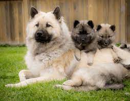 Eurasier puppies for sale ireland. Eurasier Puppy Online Shopping Mall Find The Best Prices And Places To Buy