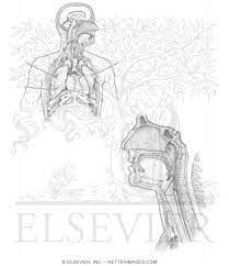 One of the most important parts of the respiratory system is the lungs, of which you hav. Welcome To Netter Images