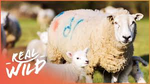 Is a lamb a baby sheep?this study guide will explore the wonderful world of sheep. Adorable Baby Doll Sheep Real Wild Shorts Youtube