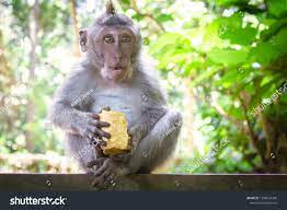 Portrait Of Funny Little Monkey Eating Yellow Fruit In Jungle Beautiful Tropical Animal Baby With Green Eyes And Little Monkeys Green Eyed Baby Stock Photos