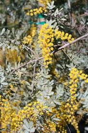 Image result for Acacia pentagona