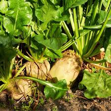 We have found the quality to be superior to other yellow/gold beets on the market, and they keep better too. Mangel Wurzel Seeds The Seed Collection
