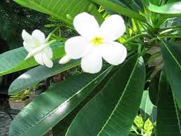 Plumeria Obtusa Singapore White In 2020 Plumeria Plants Frangipani