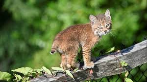 Our tough, versatile and agile equipment has earned us the reputation as #onetoughanimal. Photogenic Bobcat Kitten Spotted In Snoqualmie King5 Com