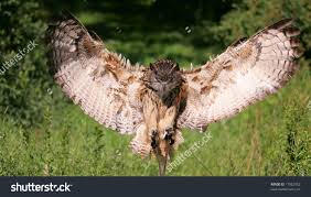 Stock Photo Eurasian Eagle Owl Flying 11922952 Jpg 1500 954 Owl Pictures Eurasian Eagle Owl Owl Tattoo Design