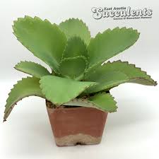 Image result for Kalanchoe dyeri
