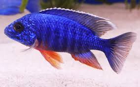 African Cichlids Aquariumnexus