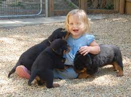 Find rottweiler puppies for sale and dogs for adoption near you in birmingham, huntsville, mobile, montgomery or alabama. Vom Schutzlowen Blut Rottweiler Puppies For Sale Pictures