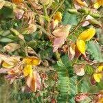 Image result for Aeschynomene elaphroxylon