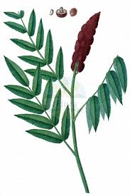 Image result for Anacardiaceae