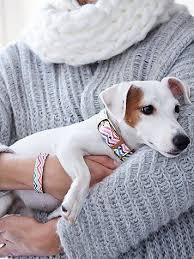 The Top Dog Friendshipcollar Dogs Your Dog Dog Toys