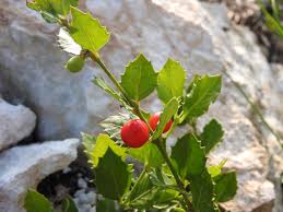 Image result for Crossopetalum