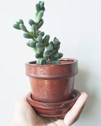 Image result for Delosperma mahonii