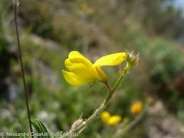 Image result for Adenocarpus