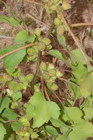 Image result for Ageratinastrum palustre