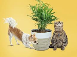 Plant cats are allergic to. 10 Pet Friendly Houseplants That Are Safe For Cats And Dogs Real Simple