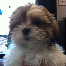 Finding the right goldendoodle puppy can be dog gone hard work. Shoodle Puppy Find Puppies Puppy Love