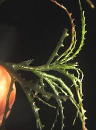 Image result for Najas horrida