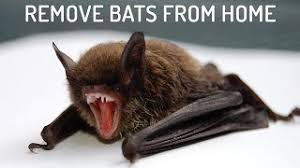 Should there be bats in the home, moth balls are the best choice to get rid of them. 9 Easiest Ways To Get Rid Of Bats Youtube