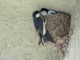 Birds That Make Mud Nests On Houses Your Mud And Spit House Is Beautiful Baby Swallows Mating Pair Beautiful Birds Cute Animal Pictures Animals Wild