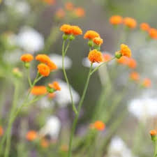 Image result for Emilia juncea