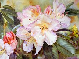 Rhododendron Paintings In Watercolor And Thank You For The Titles Watercolor And Oil Paintin Watercolor Flowers Watercolor Flowers Paintings Flower Painting