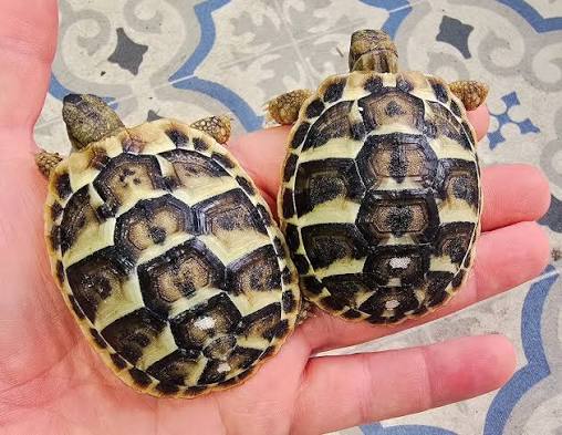 hermann tortoise for sale​