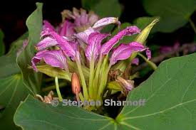 Image result for Bauhinia macrantha