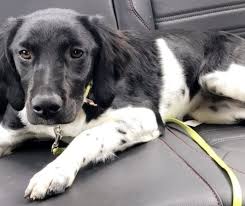 Black And White Spaniel Black And White Brittany Spaniel Brittany Dog Brittany Spaniel Spaniel