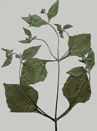 Image result for Sigesbeckia orientalis