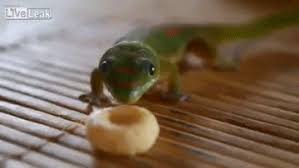 Check spelling or type a new query. Gecko Lizard Gifs Get The Best Gif On Giphy