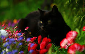 The toxic principle in other plants may have a systemic effect and damage or alter the function of a cat's organs, like the kidney or heart. Wallpaper Cat Flowers Daisy Black Cat Images For Desktop Section Koshki Download