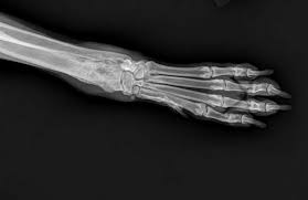 Signs of bone cancer in dogs osteosarcoma will often appear in the dog's front limbs near the shoulder, wrist, and knee. Osteosarcoma Beyond Amputation And Euthanasia