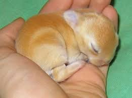 Resultado de imagen para bunnies photos