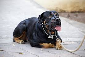 You can spray it on things like shoes and even on furniture. Stop Your Dog From Eating Everything Tips Tricks For Success