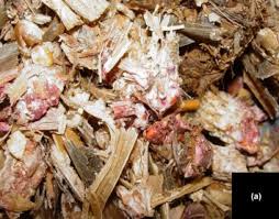 Image result for Cylindropsis