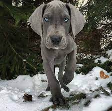 100% european great dane puppies for sale in osteen, florida Blue Eyed Great Dane Puppies For Sale Petsidi