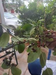 Image result for Phyllanthus muellerianus