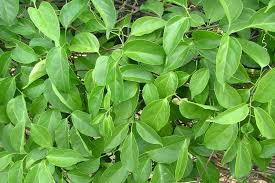 Image result for Pyrostegia