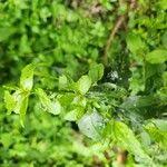 Image result for Erythrococca atrovirens