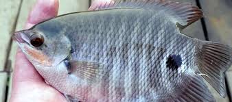 We did not find results for: Update Info Terbaru Harga Bibit Ikan Gurame Super Di Pasaran Saat Ini Daftar Harga Tarif