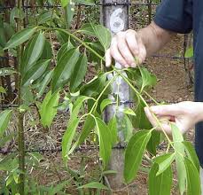 Image result for Cinnamomum verum