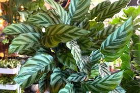 Image result for Calathea