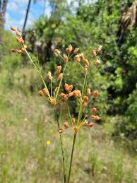Image result for Fimbristylis