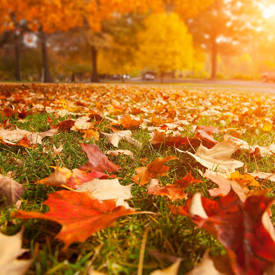 3 Early Leaf Drop Factors | Elite Tree Care