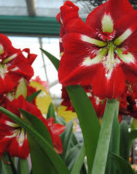 See full list on wikihow.com How To Overwinter Amaryllis Bulbs A D R Bulbs